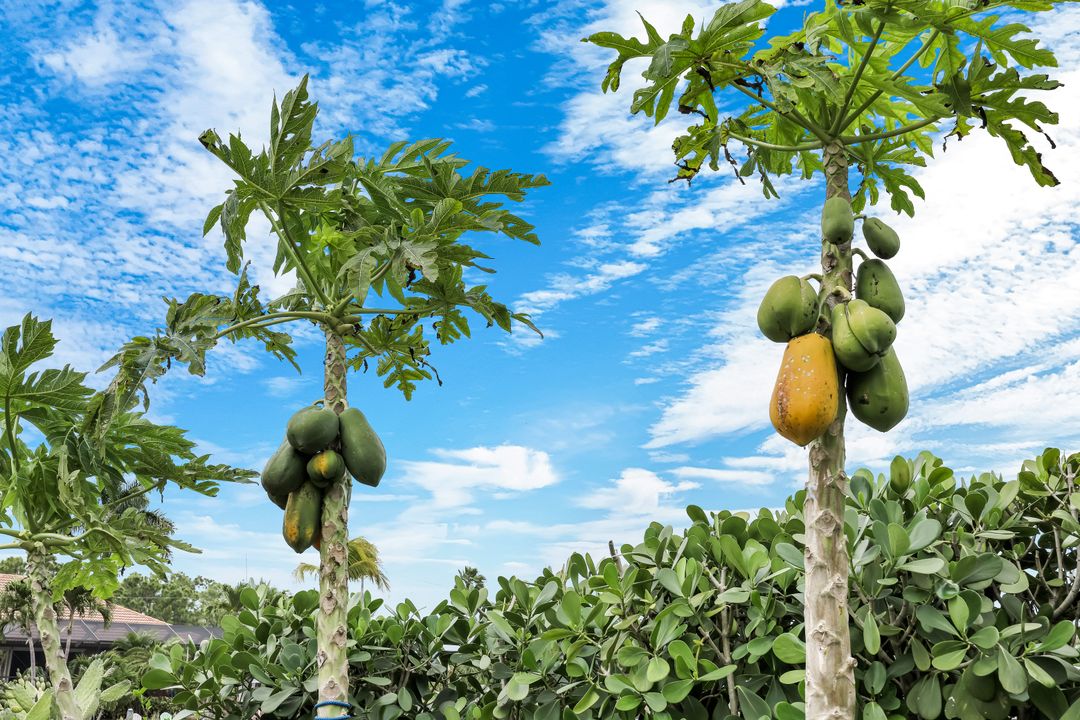 2364 NW 39th Ave, Cape Coral, FL 33993